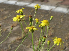 Senecio inaequidens