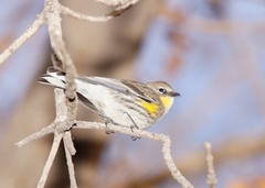 Setophaga coronata auduboni