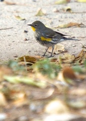 Setophaga coronata auduboni