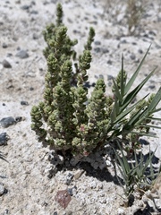 Nitrophila mohavensis