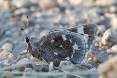 Megathymus streckeri