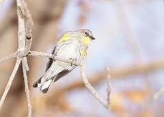 Setophaga coronata auduboni