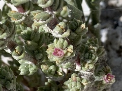 Nitrophila mohavensis