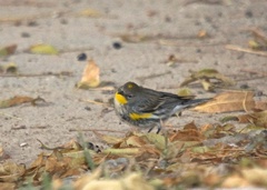 Setophaga coronata auduboni