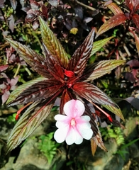 Impatiens hawkeri