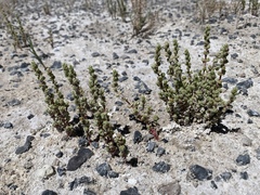 Nitrophila mohavensis
