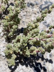 Nitrophila mohavensis
