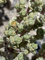 Nitrophila mohavensis