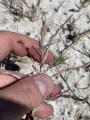 Chloropyron tecopense