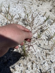 Chloropyron tecopense