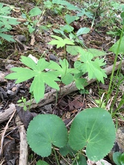 Delphinium exaltatum