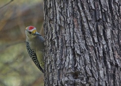 Melanerpes aurifrons