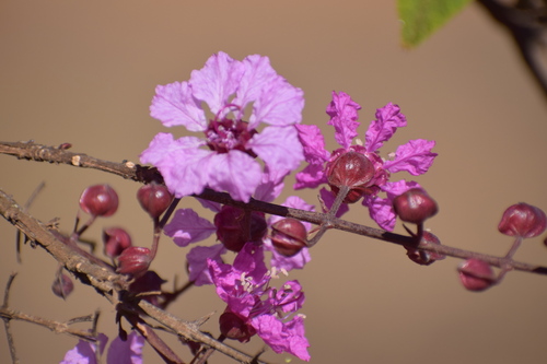 Physocalymma scaberrimum Pohl