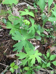 Delphinium exaltatum