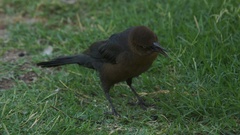 Quiscalus mexicanus