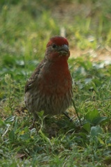 Haemorhous mexicanus