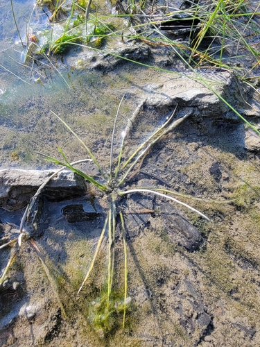 St. Lawrence Quillwort (Isoetes laurentiana)