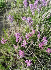Oxytropis lambertii