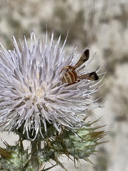 Dieunomia nevadensis