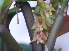 Pholidota articulata