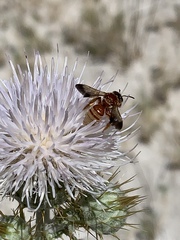 Dieunomia nevadensis