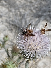 Dieunomia nevadensis