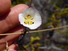Calochortus dunnii