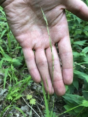 Melica smithii