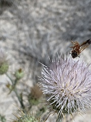 Dieunomia nevadensis