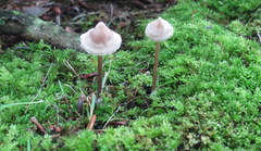 Entoloma conicum