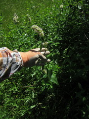 Agastache urticifolia