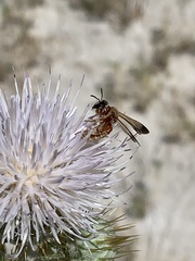 Dieunomia nevadensis