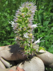 Agastache urticifolia