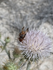 Dieunomia nevadensis