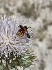 Dieunomia nevadensis