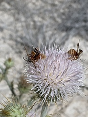 Dieunomia nevadensis