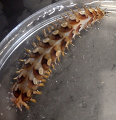 Lepidonotus melanogrammus