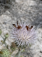 Dieunomia nevadensis