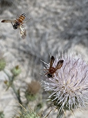 Dieunomia nevadensis