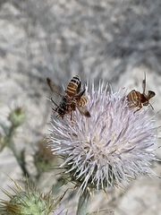 Dieunomia nevadensis