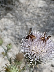 Dieunomia nevadensis