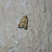 Noctuidae