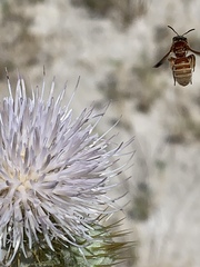 Dieunomia nevadensis