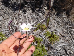 Calochortus dunnii