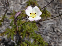 Calochortus dunnii