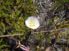 Calochortus dunnii