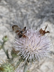 Dieunomia nevadensis