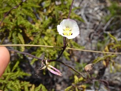 Calochortus dunnii