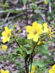 Lysimachia ciliata