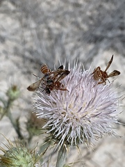 Dieunomia nevadensis